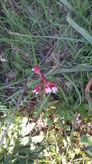 Anacamptis papilionacea papilionacea