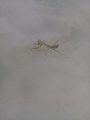 Stagmatoptera femoralis