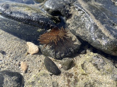 Anemonia sargassensis