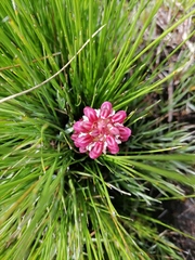 Disa albomagentea