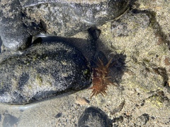 Anemonia sargassensis