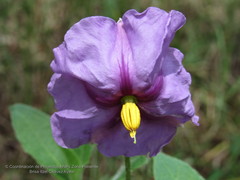Lycianthes moziniana