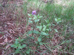 Lycianthes moziniana