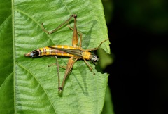 Eumastax