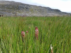 Disa albomagentea