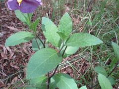 Lycianthes moziniana