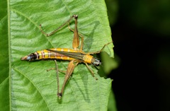 Eumastax