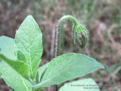 Lycianthes moziniana