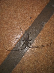 Stenidea annulicornis