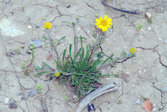 Tetraneuris argentea