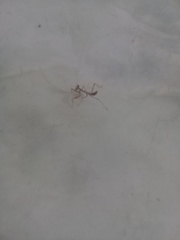 Stagmatoptera femoralis