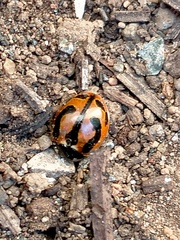 Coccinella miranda