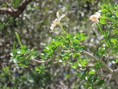 Gardenia cornuta