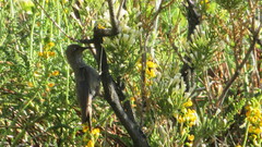 Oreotrochilus leucopleurus