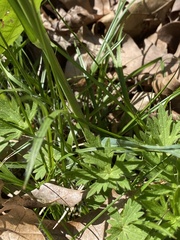 Luzula multiflora multiflora