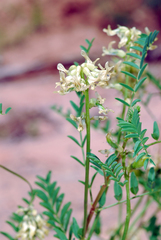 Astragalus praelongus