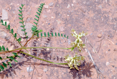 Astragalus praelongus