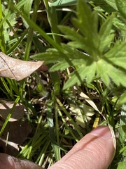 Luzula multiflora multiflora
