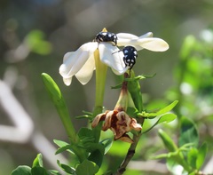 Gardenia cornuta