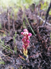 Disa albomagentea