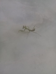 Stagmatoptera femoralis