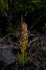 Disa obtusa