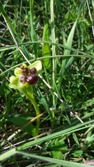 Ophrys bombyliflora