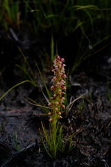 Disa obtusa