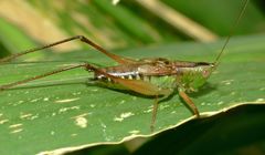 Conocephalus semivittatus