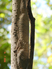Uroplatus