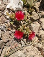 Mesembryanthemum cordifolium