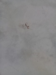 Stagmatoptera femoralis