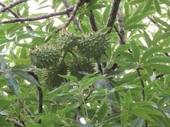 Sterculia murex