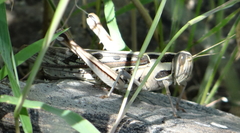 Cyrtacanthacris tatarica