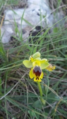 Ophrys sicula