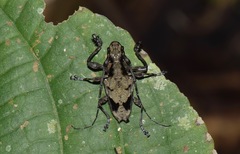 Steirastoma coenosum