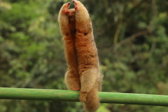 Cyclopes dorsalis