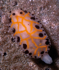 Halgerda