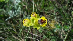 Ophrys sicula