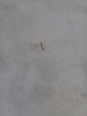 Stagmatoptera femoralis