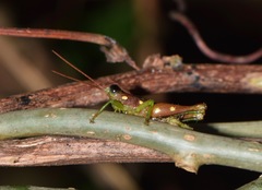 Syntomacris guttulosa