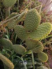 Opuntia