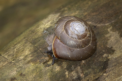 Caracolus