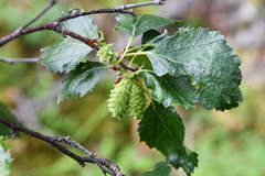 Betula pubescens pumila