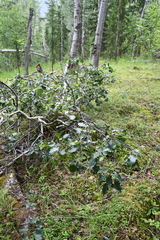 Betula pubescens pumila