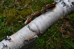 Betula pubescens pumila