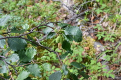 Betula pubescens pumila