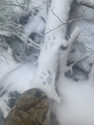 Bobcat photographed in Idaho