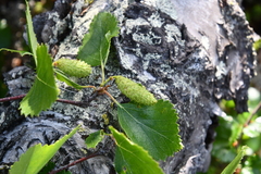 Betula pubescens pumila