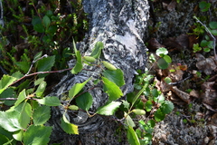 Betula pubescens pumila